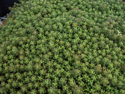 �R�[�����J�[�y�b�g