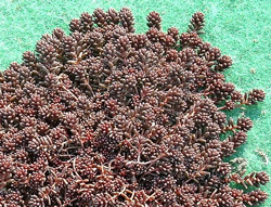 �R�[�����J�[�y�b�g