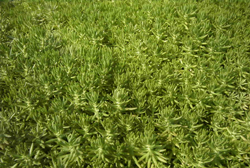 �Z�_���ސA�� ���L�V�R�}���l���O�T