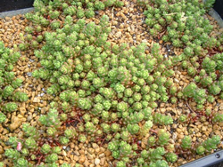 ���ԃ}���l���O�T