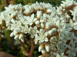 ���ԃ}���l���O�T