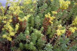 �Z�_���ސA�� �^�C�g�S��