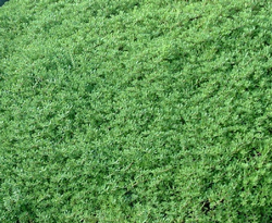 �Z�_���ސA�� �c���}���l���O�T