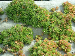 �Z�_���ސA�� �c���}���l���O�T