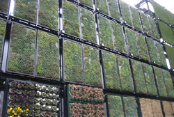 ���̃o�C�I�����O�̗l�q