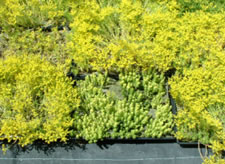 �Z�_���Ή��E�����i